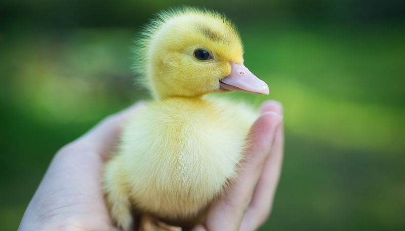 File:Cute Duckling.jpg