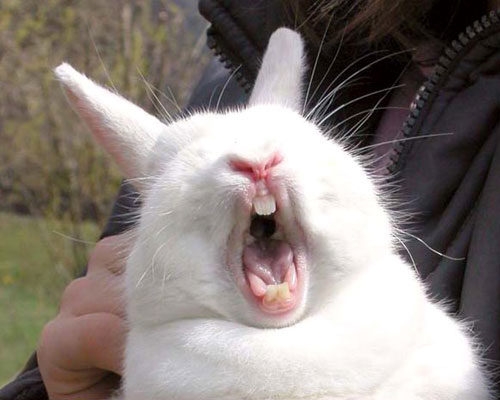 File:Angry-Rabbit-Face-Funny-Picture.jpg