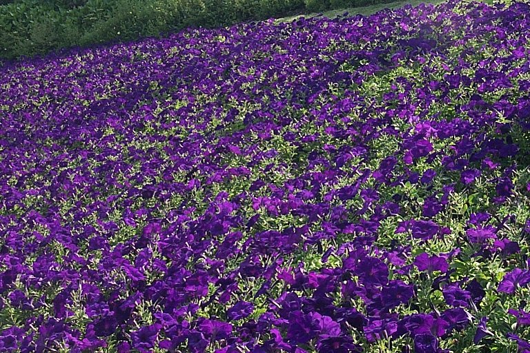 File:GI wimbledon-flowers.jpg
