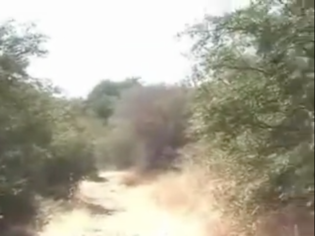 File:Coyote Attack Video.png