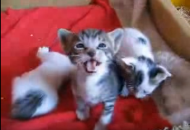 File:Cute Kittens LOL.png