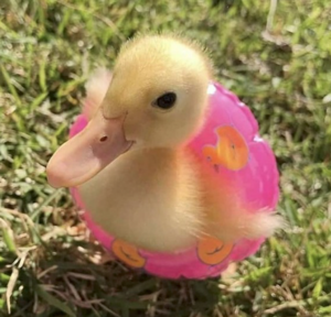 Duckling Baby.png