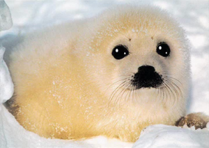 Supah Fwuffy Baby Seal (Not at all a Scary Pop-Up).png